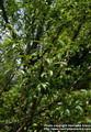 Salix Alba